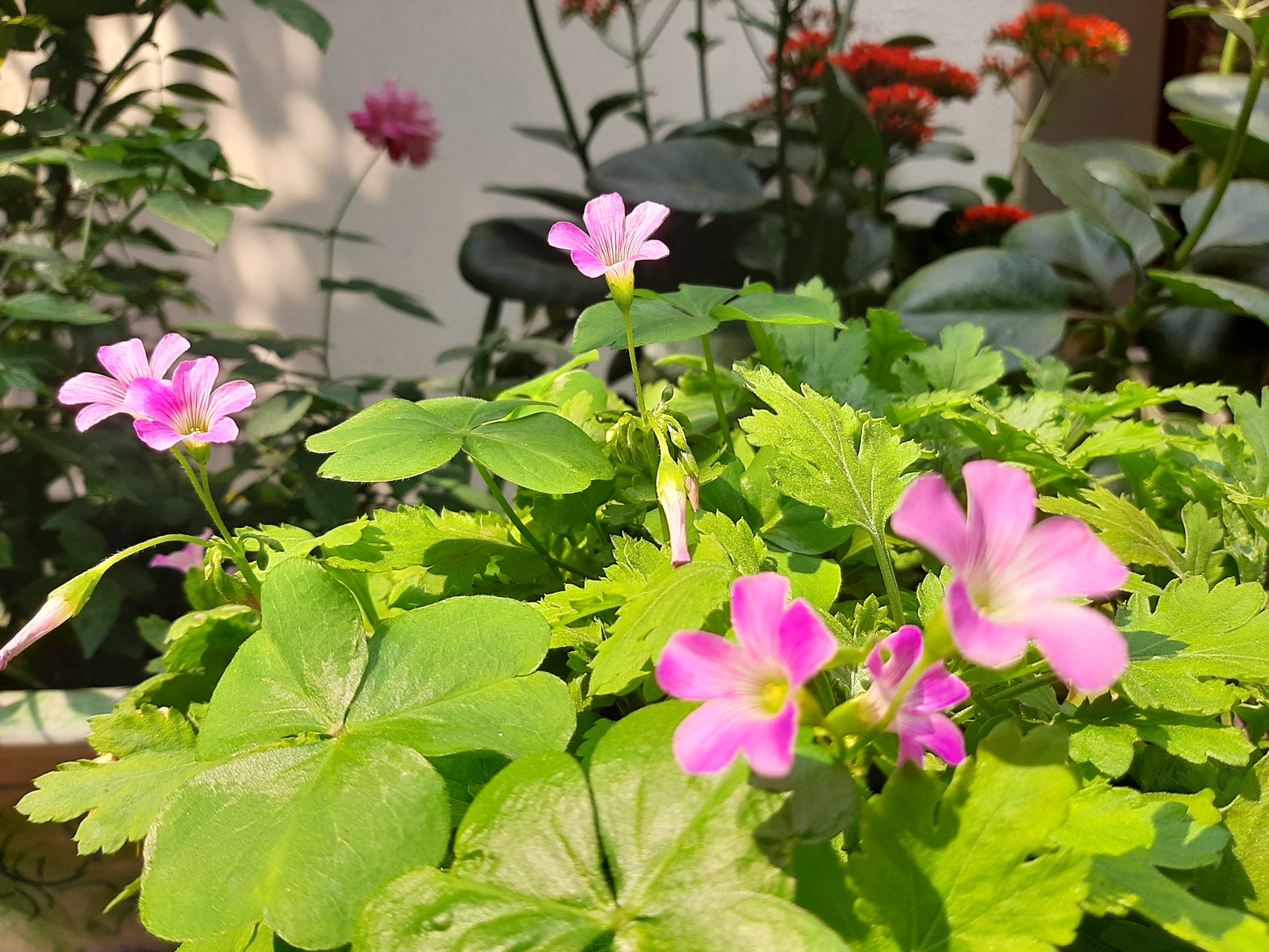 Wildflower in Halong